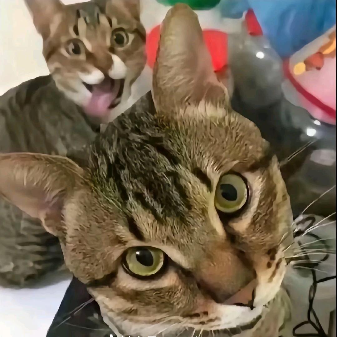 就只会摸鱼吗？摸摸自己的良心！