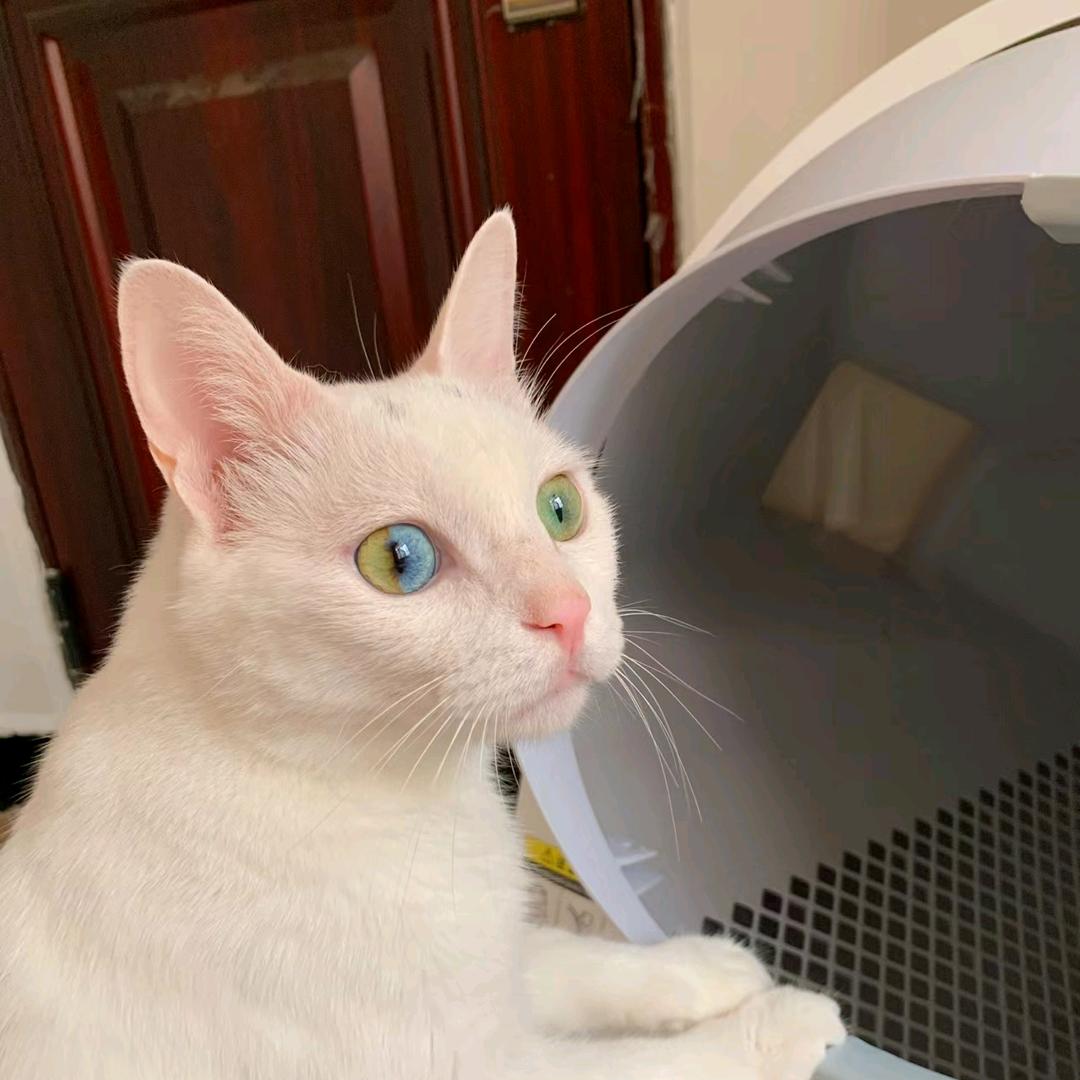 🌺嗨！大胖🌺