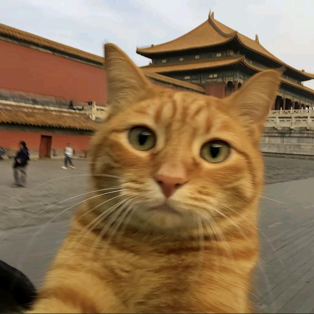 橘猫