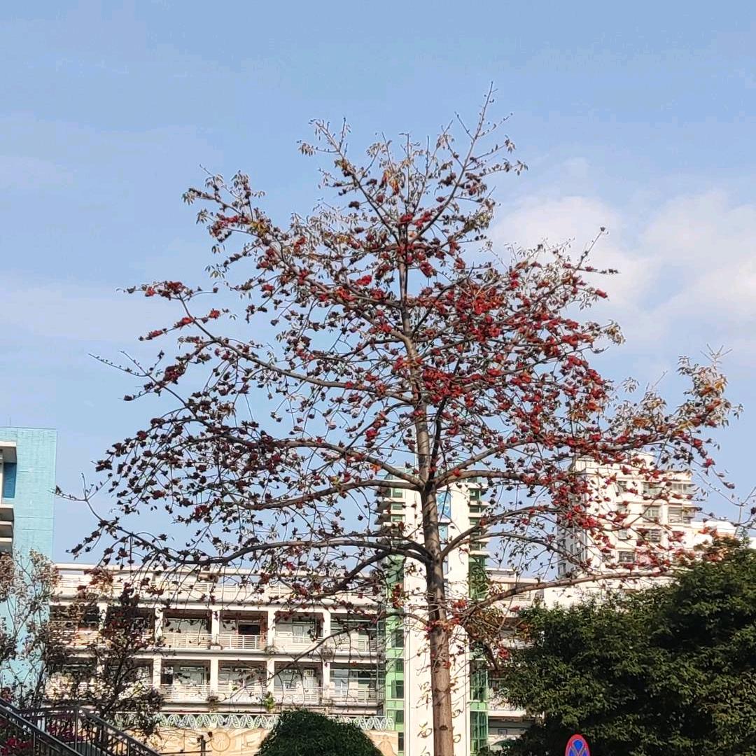 小红粉工作室