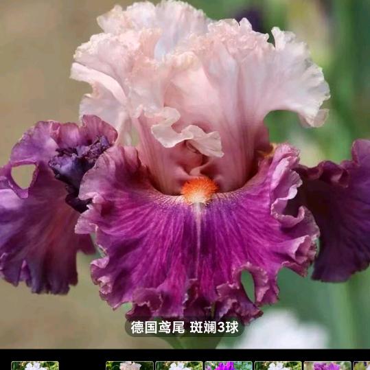 🎵小点点