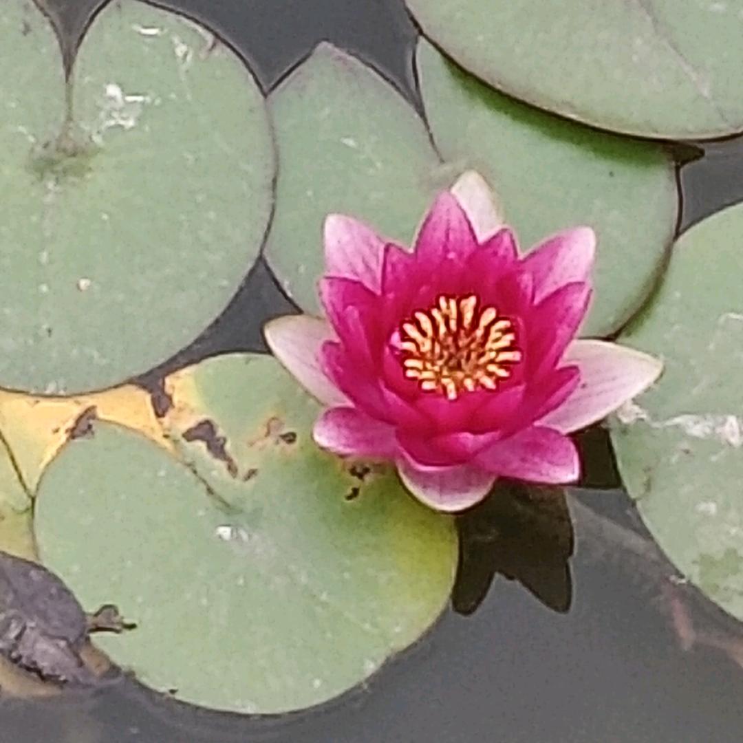 沉默是金