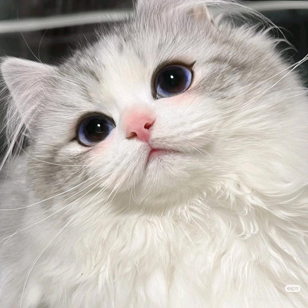 澜依