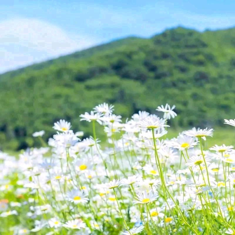 美子