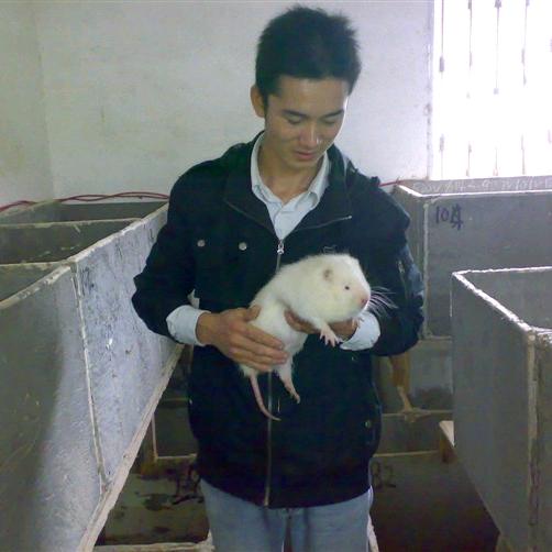 桂林竹鼠养殖小骆