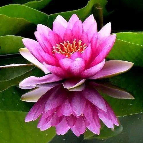 明天会更好🌻