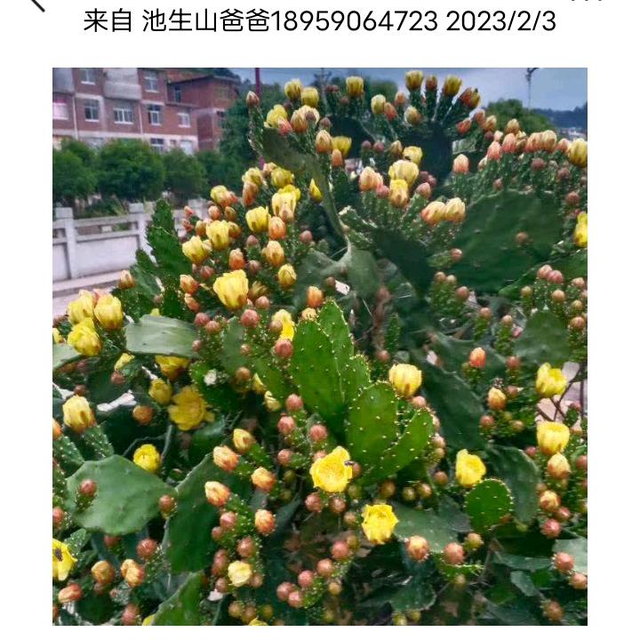 十二金钗