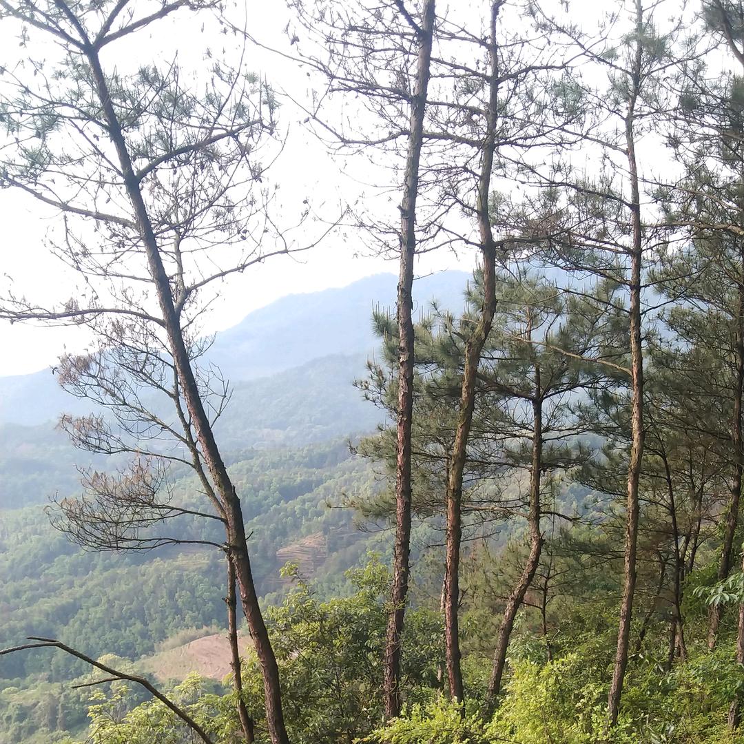 岗后（洋岗家人）