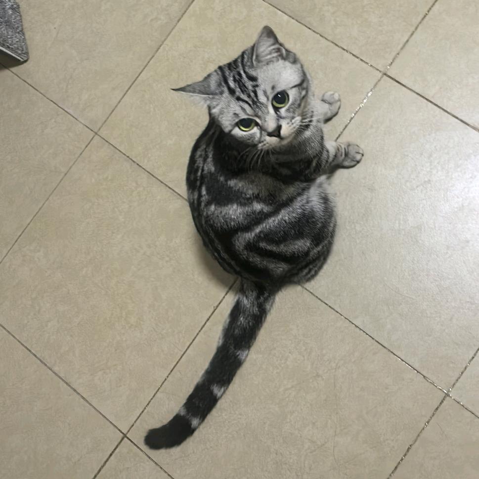 果冻是只小女猫