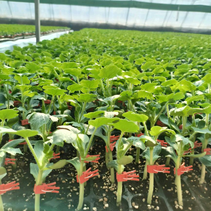 耿立敏专业嫁接各种瓜果蔬菜