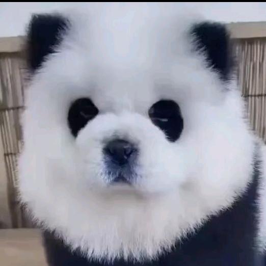 我有一个千金主播