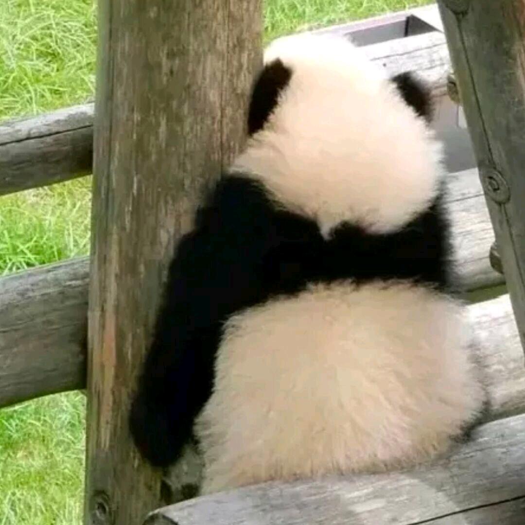 有一点缪斯细胞的小小小十一