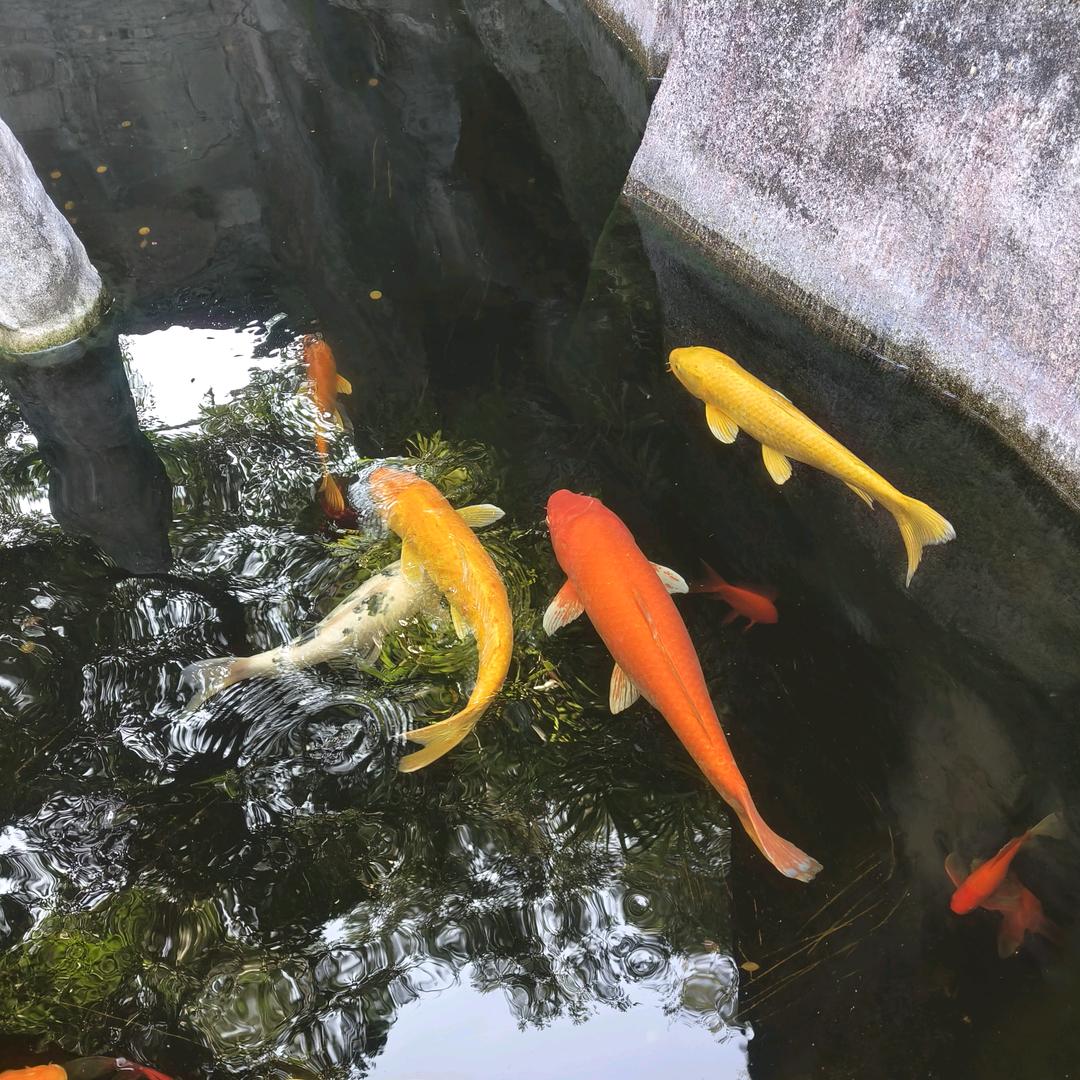 清风心怡
