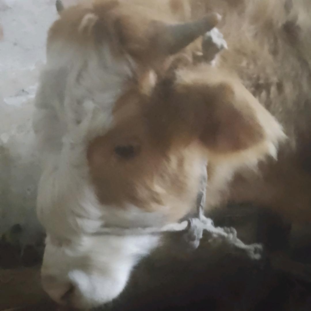 农村养牛小哥哥