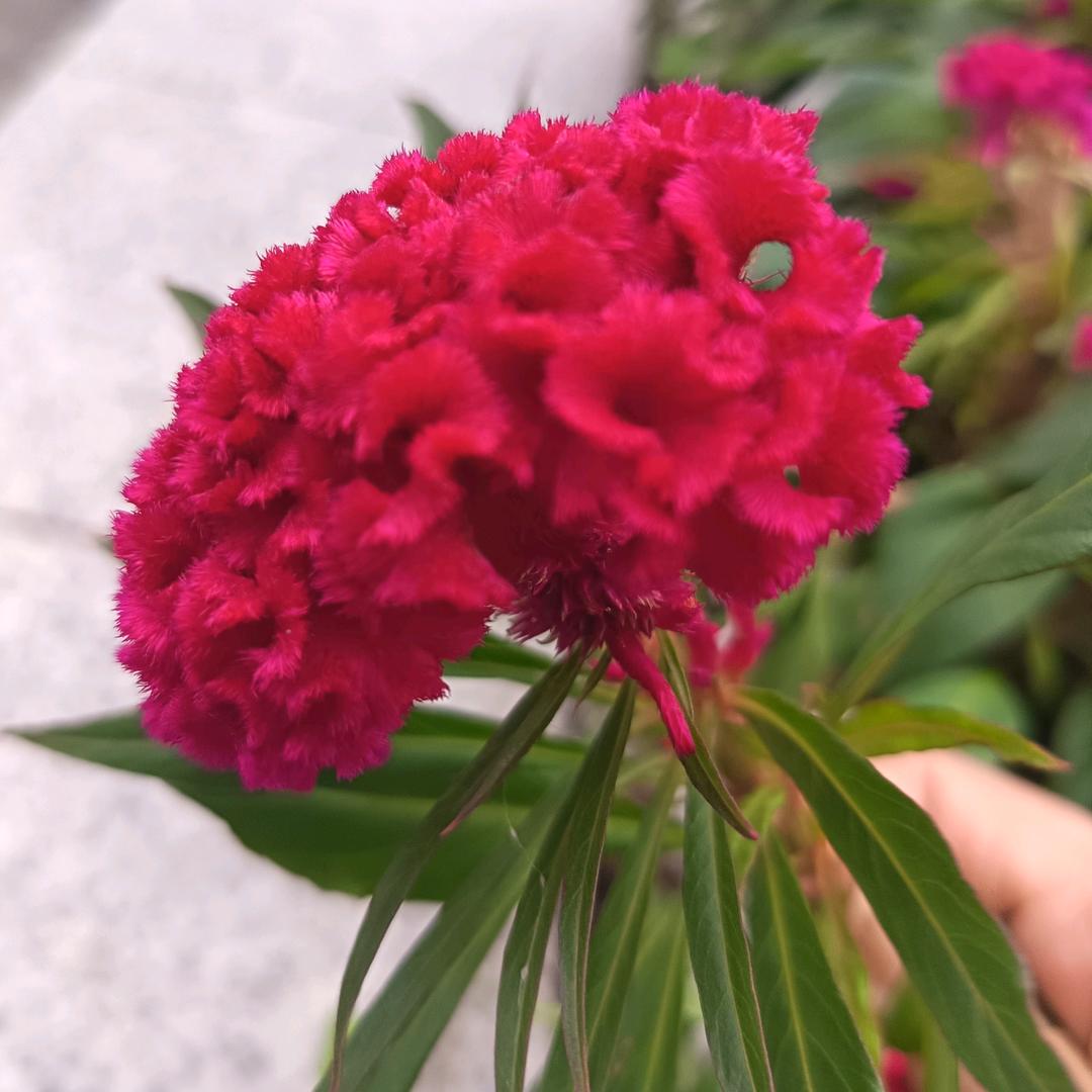 快乐姐姐（拒绝私聊）