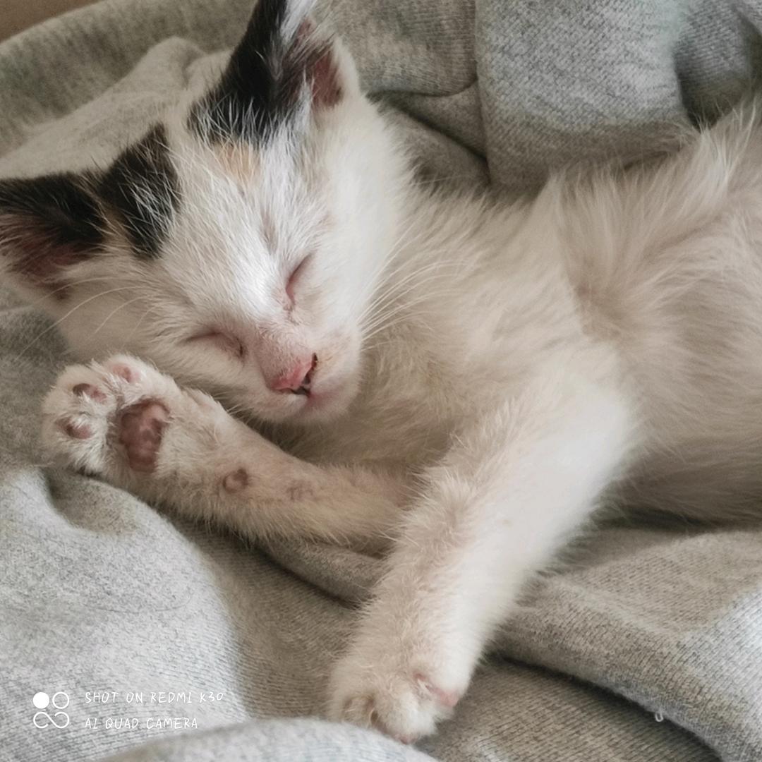 阿里嘎多喜羊羊桑