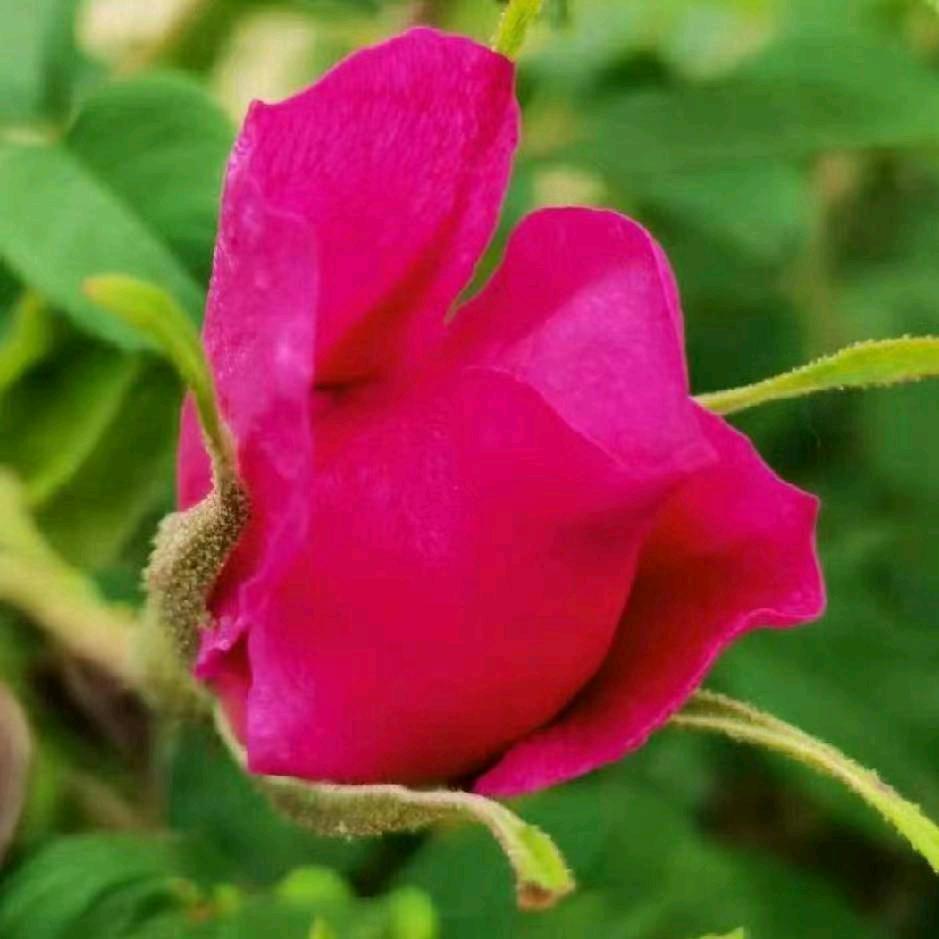TJ铿锵玫瑰🌹