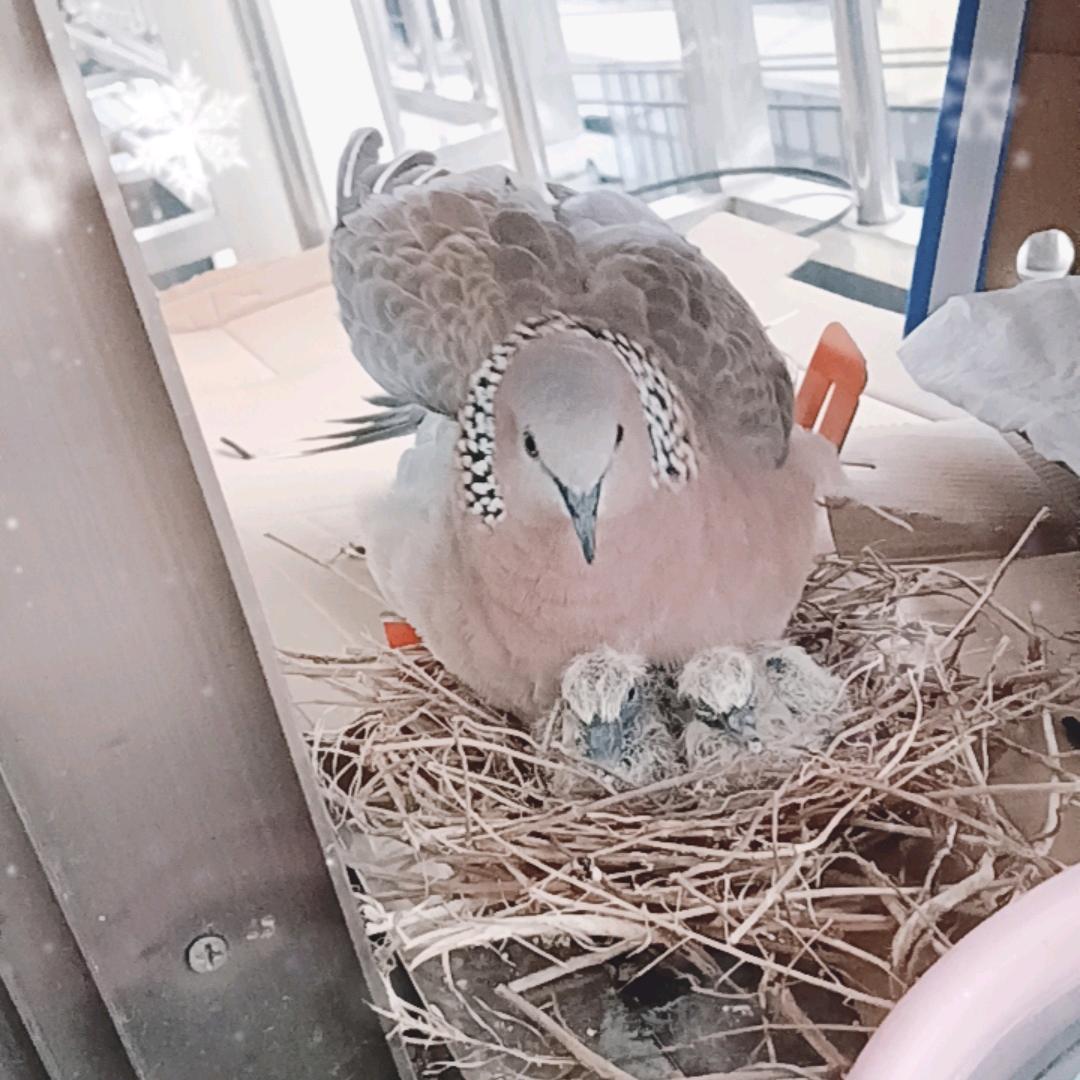 小福星