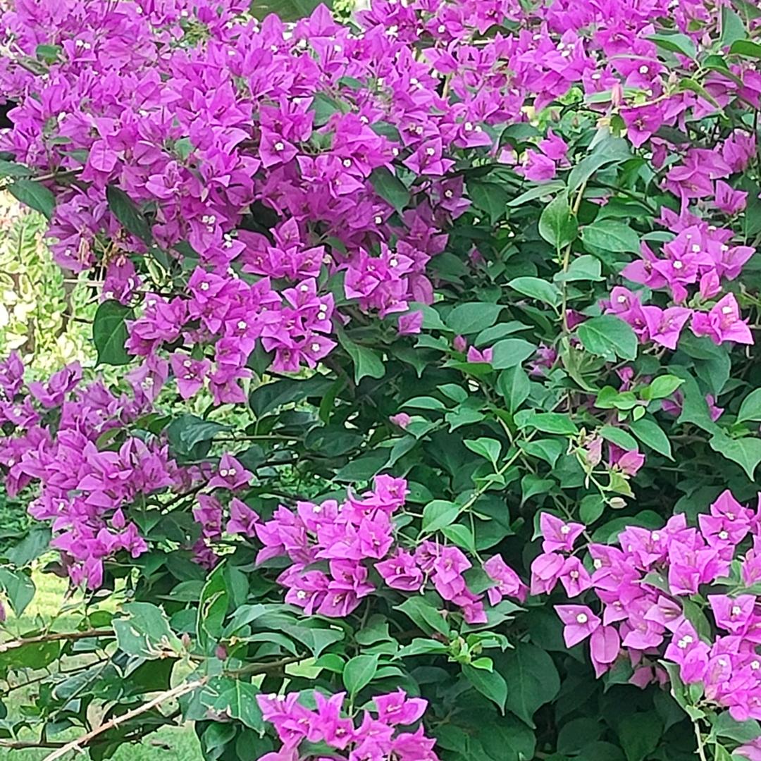 晓晴