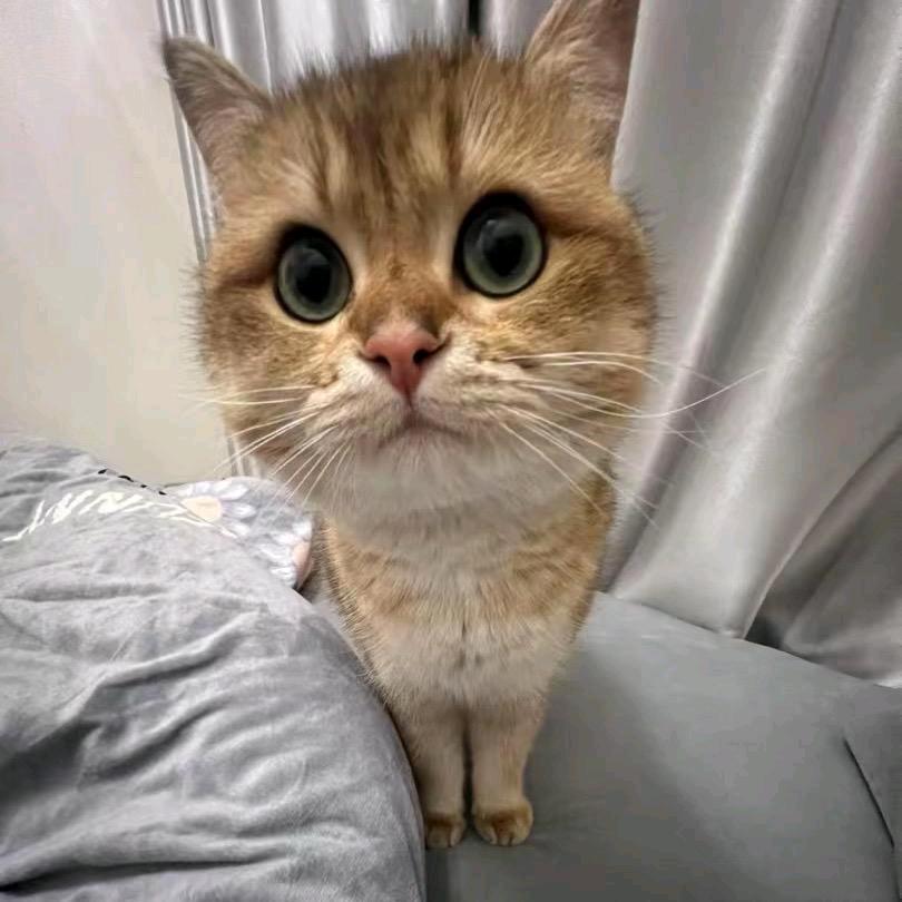 好的，好的，不要闹了