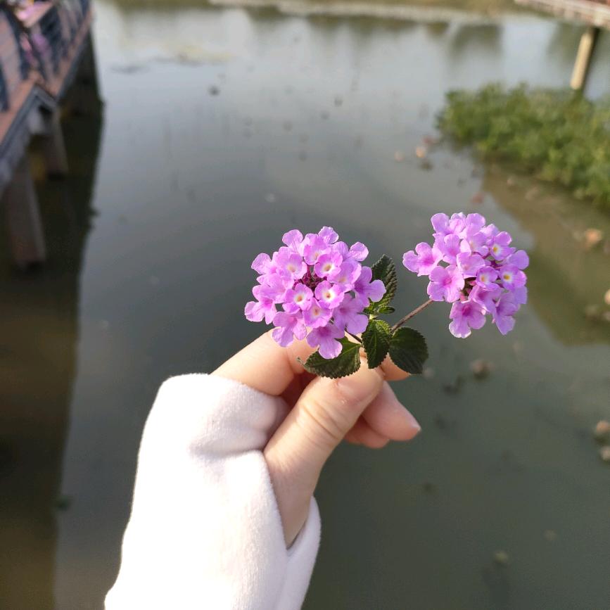 ✨𝒞ℯ𝓁ℯ𝓈𝓉ℯ胡💞