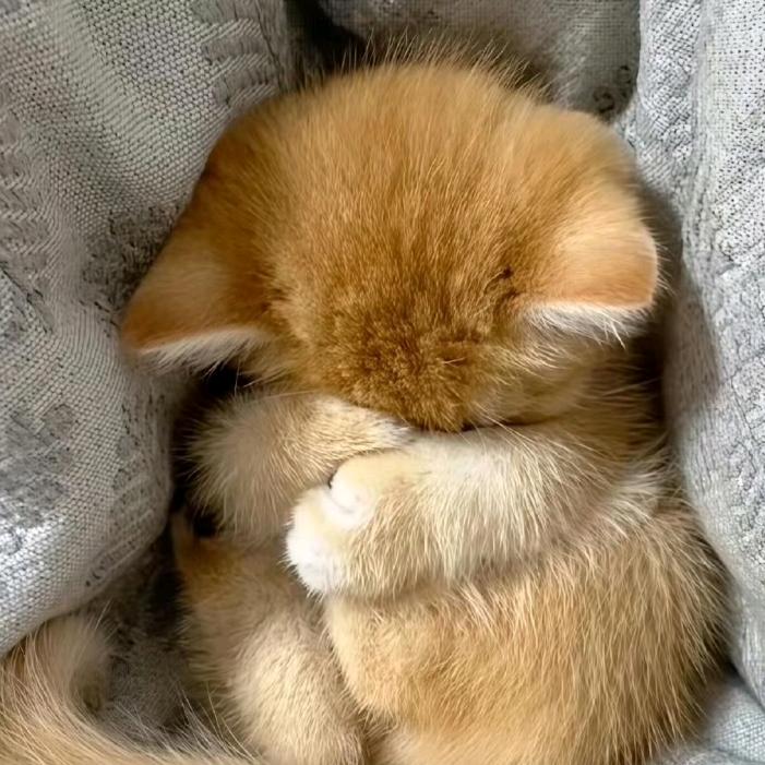 抱走禾安