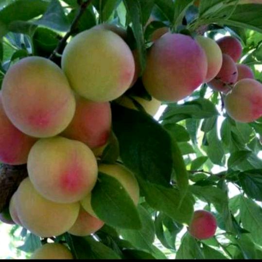 差不多的巴旦贵桑