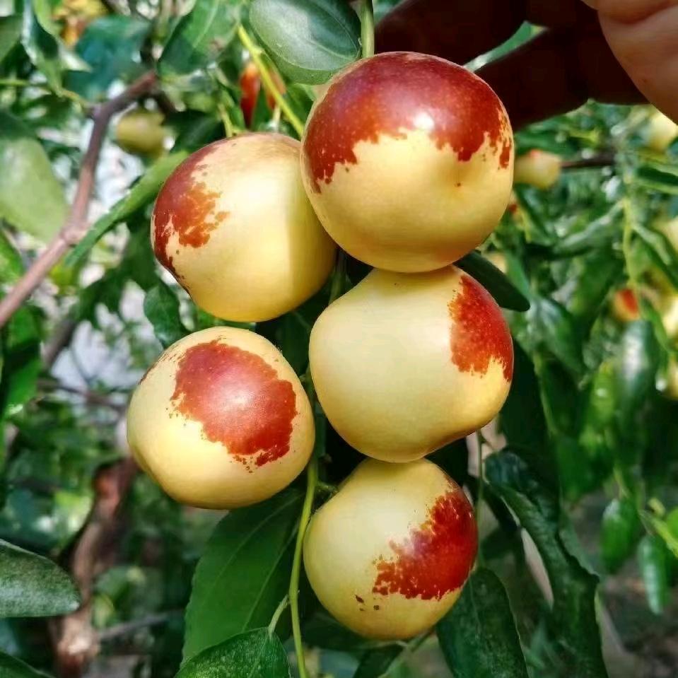 豆乐果