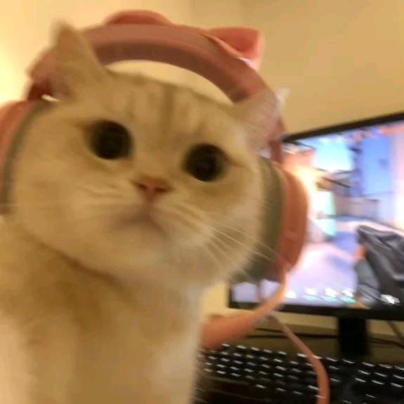@胖大鑫鑫