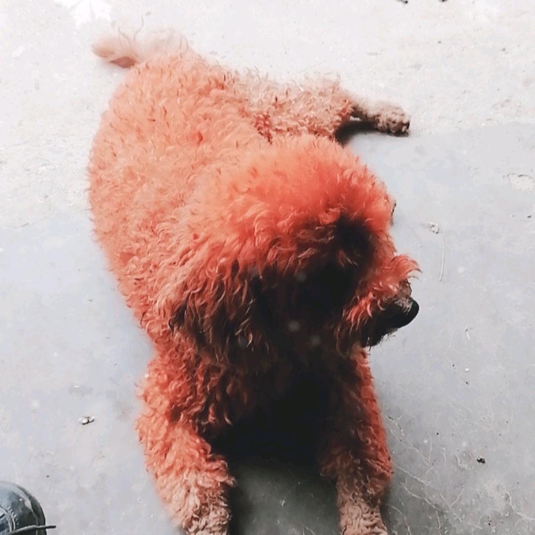老炮手
