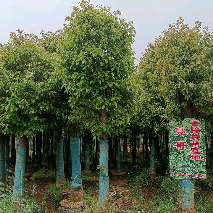 湖南长沙亮哥香樟容器苗基地