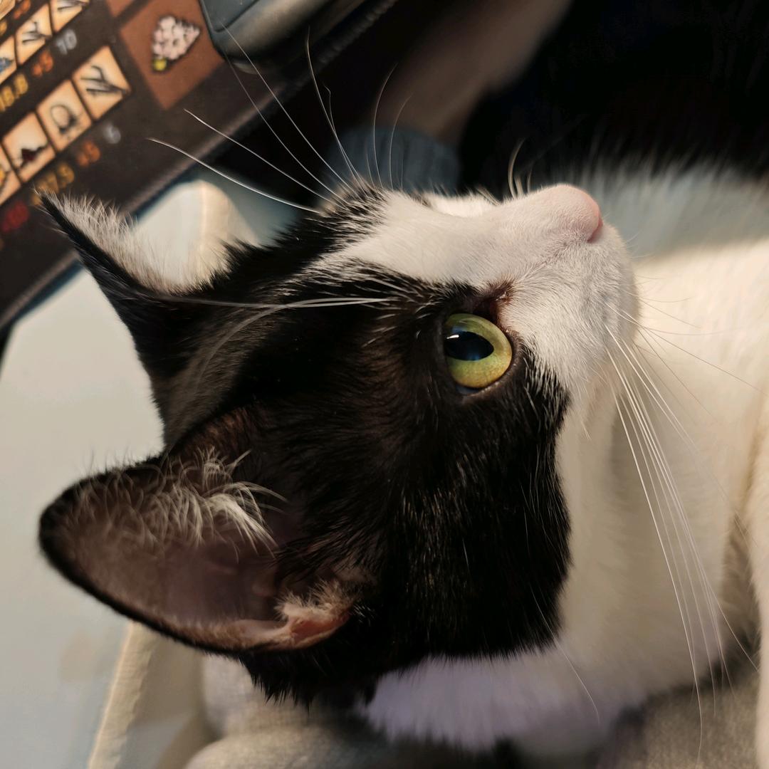 十四要努力变强喵