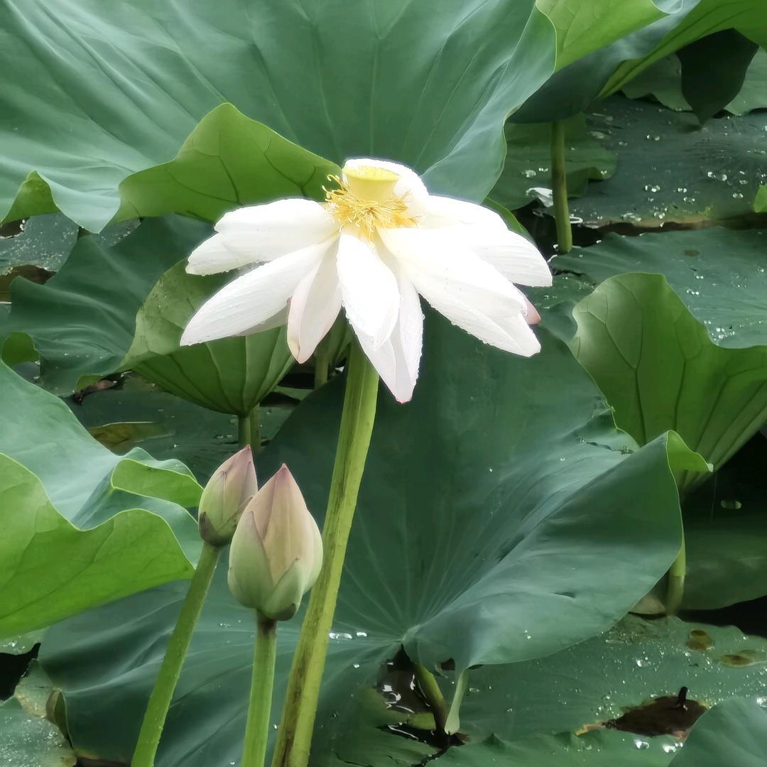 静看风卷云舒
