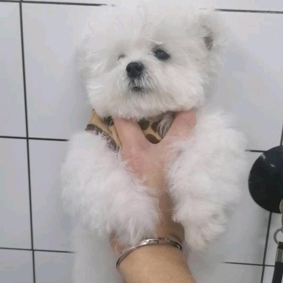 阿拉宝