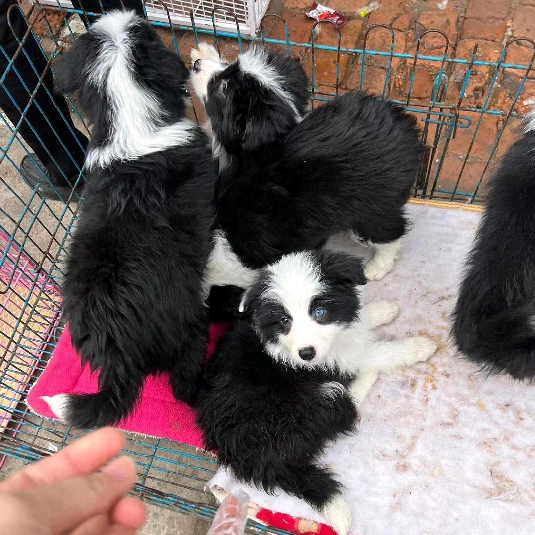 小萌宠 （看宠物打主页☎️）