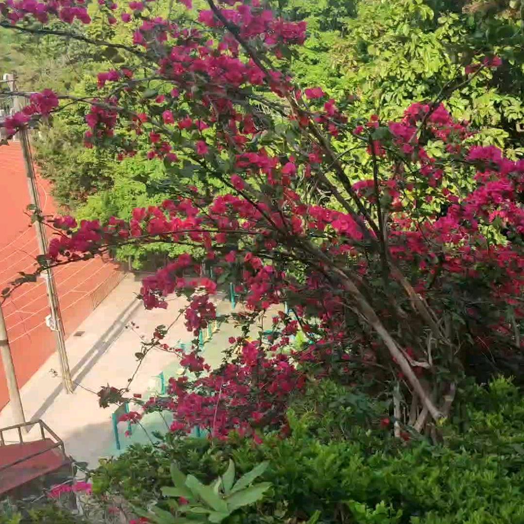 哥兜里有糖