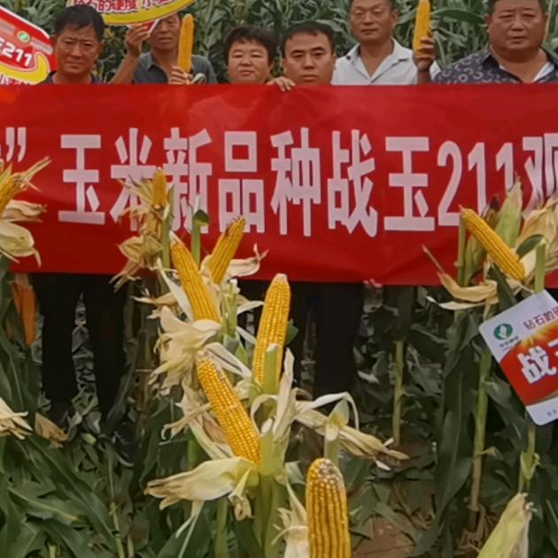 国投丰乐玉米河北大区-王浩宇