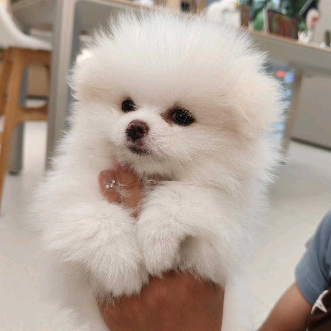 小糯米团子🍡🍡🍡🍡