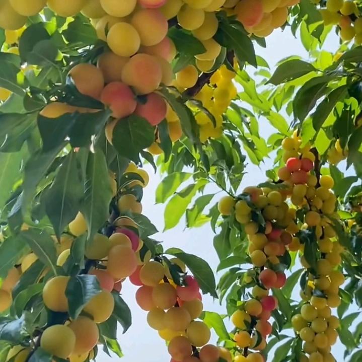 😈沉默是金👿