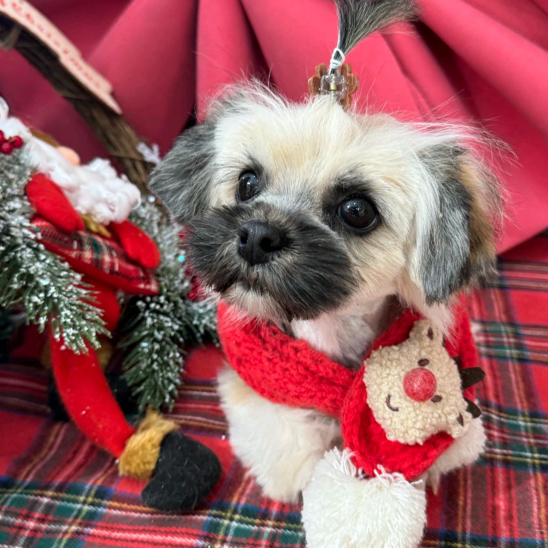 盖州市萌多宠物有限公司