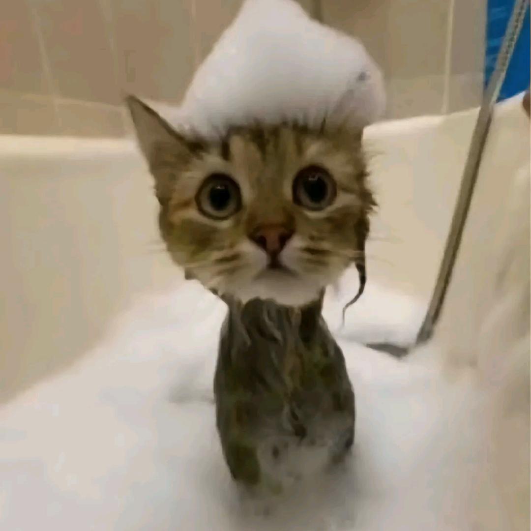 喜欢看书的苍蝇