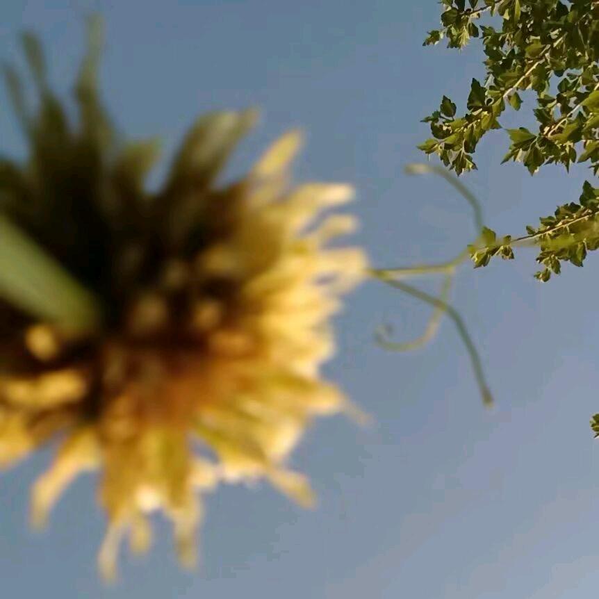知许