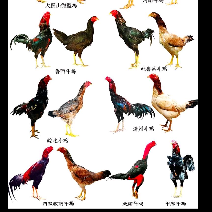 斗鸡养殖-小静