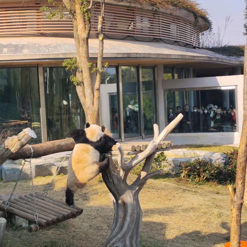 XIANGXIANG🐼