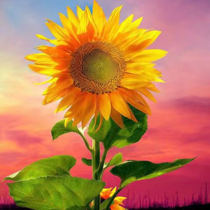 向日葵的执著🌻🌻🌻🌻🌻🌻