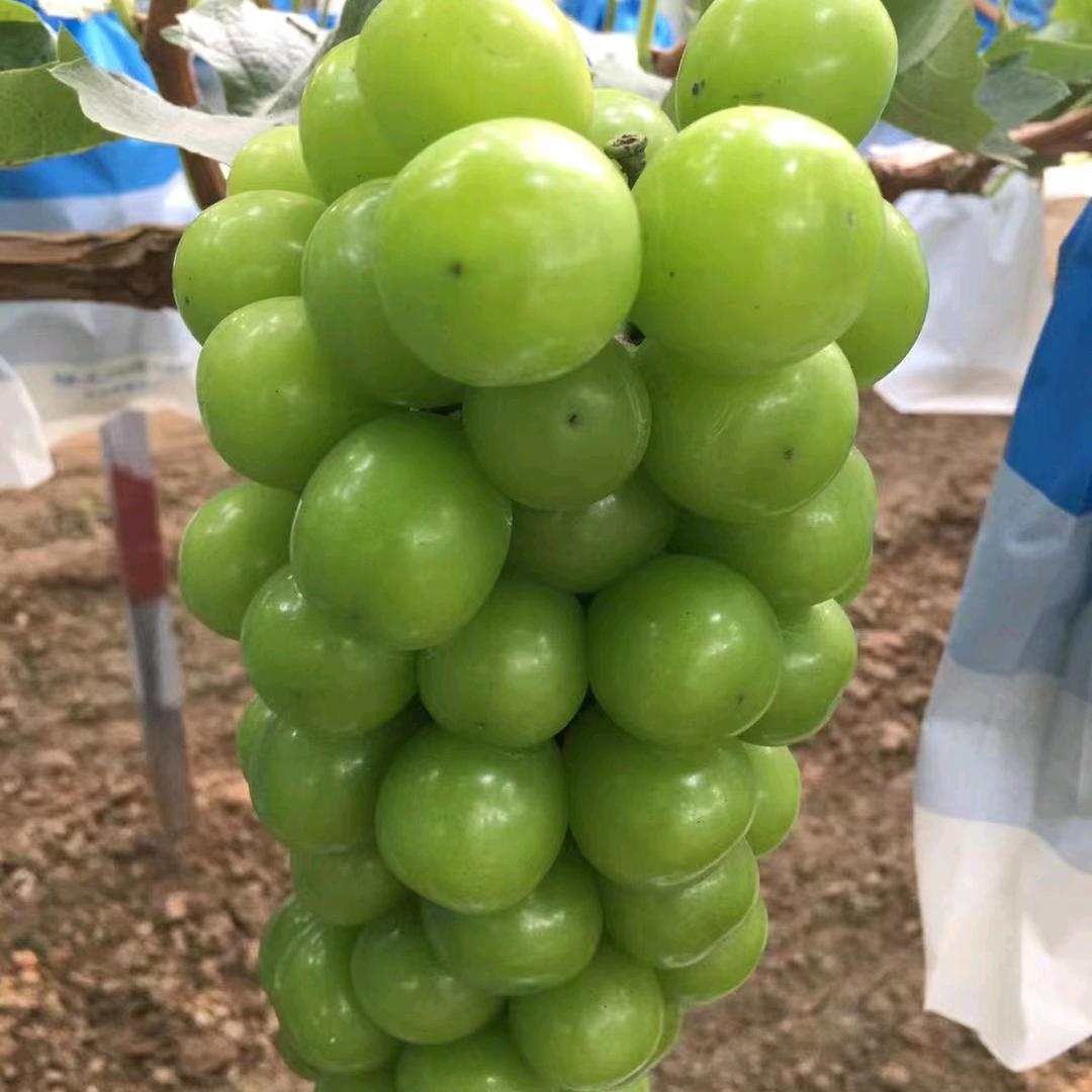 河北葡萄供应链（专注葡萄）