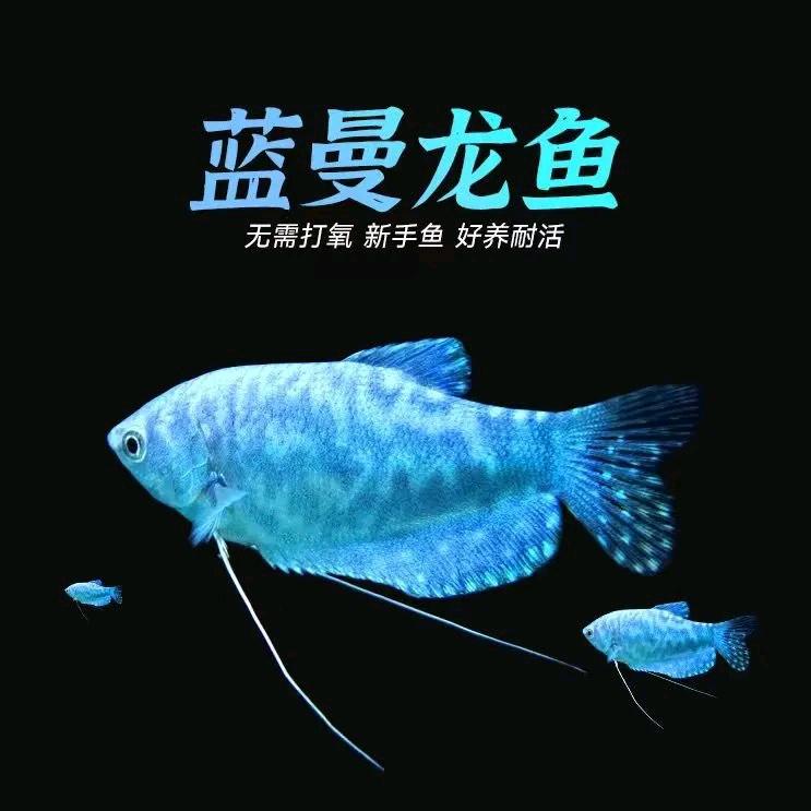 佳红观赏鱼养殖