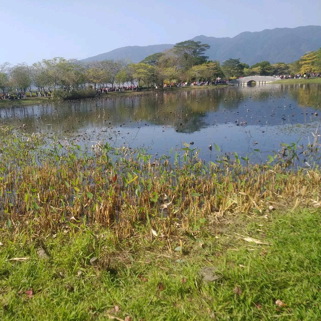 狼