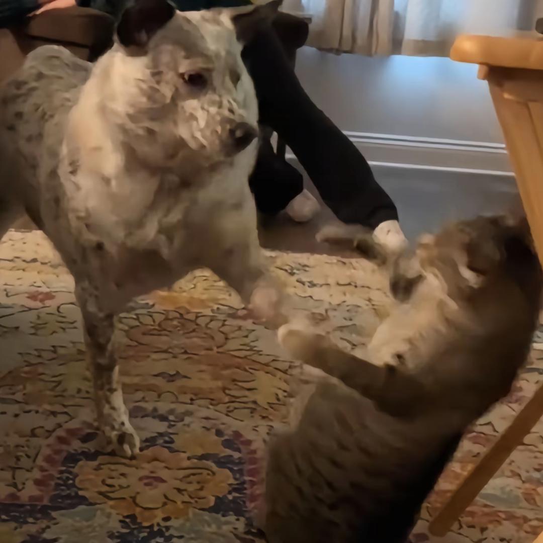 里脊
