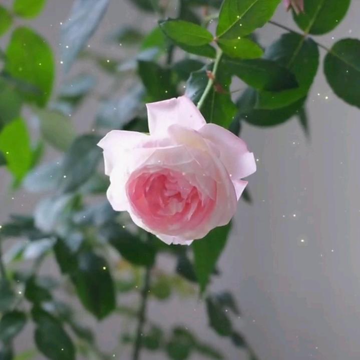 相思